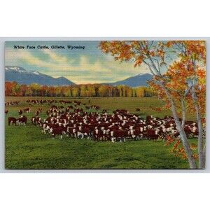 1937 Gillette WY White Face Hereford Cattle Postcard Curt Teich Linen Vintage